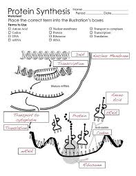 protein synthesis worksheet page 2 biology lessons