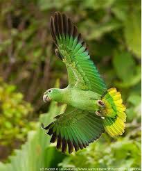 Amazon Parrot By David Hemmings Papaganlar Guzel Kuslar Tropikal