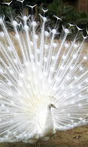 Wonderful Show Of White Peacock Feathers Goruntuler Ile Vahsi Hayvanlar Hayvanlar Alemi Evcil Hayvanlar