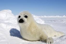 Harp Seal Harp Seal Animal Totems Animals