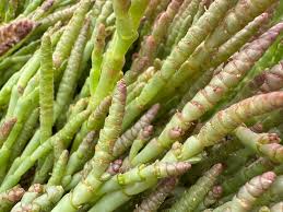 Image result for Asparagus natalensis