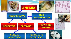 What if my dog's gums are dry, pale, and bloodless? Dr Afiq Vet On Twitter From A Simple Flea Bites The Mycoplasma Bacteria Gain Entry Into The Body Begin To Attack Blood Cells It Is Important To Protect Your Cat From