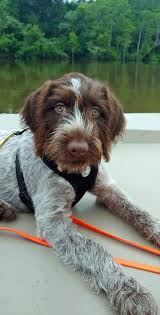 German wirehaired pointer puppies 3 males 1bitch all puppies will have been microchipped also first injections wormed upto date all pups can be seen with mum on. Reece Kennels German Wirehaired Pointer