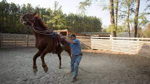 Taming Mustangs Part 1 A Wild Ride Youtube