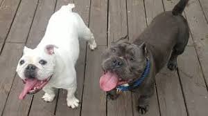 20+ english bulldog puppies and facts you should know! English Bulldog Vs Exotic Bully Youtube