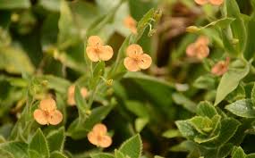Image result for Murdannia stricta
