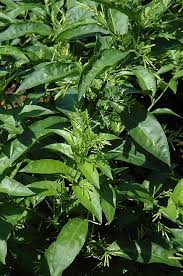 Image result for Cestrum nocturnum