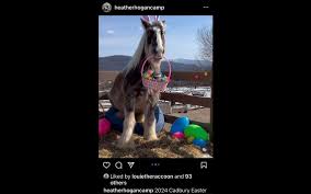 Silly horse dreams of becoming next Cadbury Easter bunny | Centre Daily  Times