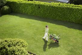 How To Decrease Road Noise In Your Backyard Privacy Plants Privacy Landscaping Privet Hedge