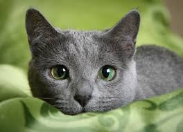 Many breeders and owners make claims that the bengal has hypoallergenic properties. Hypoallergenic Cat Breeds Petmd