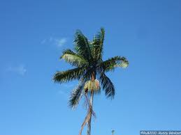 Image result for Acanthophoenix