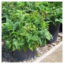 Image result for Rumohra adiantiformis