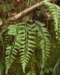 Image result for Asplenium rutifolium