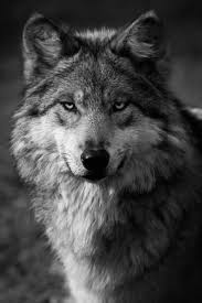 Black And White Wolf Tattoo 