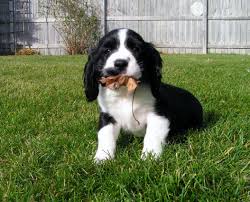 Black And White Working Springer Spaniel Kenzie Black And White Springer Spaniel Puppy Love Springer Spaniel Puppies Springer Spaniel Dogs And Puppies