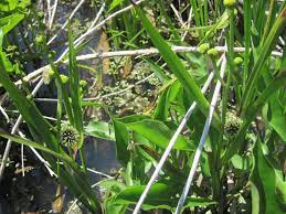 What are the names of swamp plants? The Top 75 Wetland Plants Among The Stately Trees