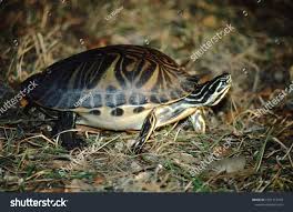 Image result for Pseudeminia comosa