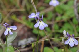 Image result for Lobelia chireensis