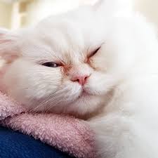 hey insan yine benden ne istiyorsun bakisi catsofinstagram catstagram catoftheday cats of instagram kittycat kittylove ca cat day cat love persian cat