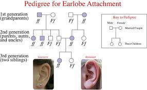 3 11 Mendelian Inheritance In Humans Biology Libretexts 3 11 mendelian inheritance in humans