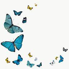 Download Premium Png Of Vintage Common Blue Butterflies With A Copy Space Butterfly Illustration Common Blue Butterfly Blue Butterfly