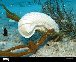 Conch Eggs High Resolution Stock Photography And Images Alamy