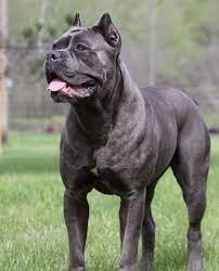 Black Pearl Cane Corso Cane Corso Breeders Cane Corso Puppies Cane Corso Dog Corso Dog Cane Corso