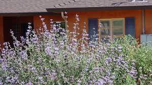 We are family owned and operated with one location. The Secret To Adding Cleveland Sage To Your Garden