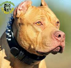 Pitbull Club Kopeklere Fisildayan Adam Cesar Millan