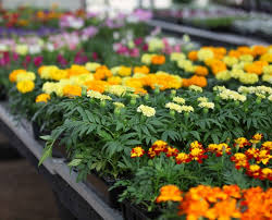 Resell and create an income stream or plant for your own enjoyment. Nursery