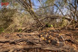 Image result for Lepidagathis scariosa