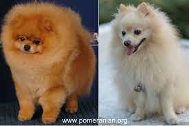 pomeranian show dogs vs pet pomeranians why pomeranians can look different compare size color face shape structure of really cute dogs pomeranian dog pets