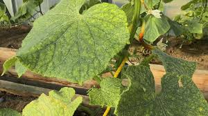 Image result for spider mites cucumber plants