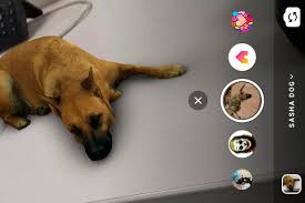 Convierte textos en ⫷ tipografías para llamar la atención. Sasha Dog Instagram Viral El Nuevo Filtro De Perro Que Esta Causando Sensacion Truco Aplicaciones Efecto Smartphone Depor Play Depor