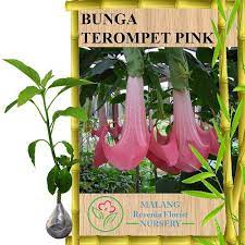 Pembayaran mudah, pengiriman cepat & bisa cicil 0%. Tanaman Bunga Terompet Pink Shopee Indonesia