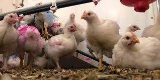 With that history, authorities aren't surprised to see occasional human cases of various bird flu strains and they monitor closely for any signs one is. No Bird Flu In Andhra Pradesh Staff Put On Alert Says Animal Husbandry Director The New Indian Express