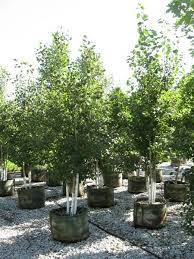 Quaking Aspen Tree Not Very Tropical But Would Be Lovely For An Outside Wedding Landscape Trees Garden Trees Aspen Trees