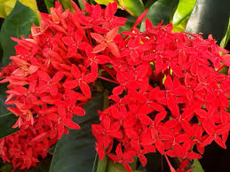 Image result for Ixora sp. A