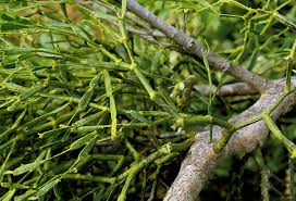 Image result for Viscaceae