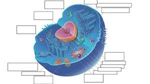 Maybe you would like to learn more about one of these? Eukaryotic And Prokaryotic Cells Teaching Resources