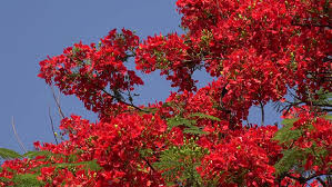 We did not find results for: Full Blooming Flower Of Fire Stock Footage Video 100 Royalty Free 31596817 Shutterstock