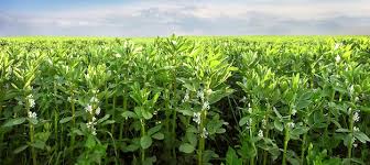 Image result for Vicia faba