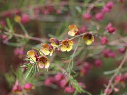 Boronia Megastigma Virtuoso Brown Boronia Gardening With Angus
