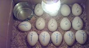 We did not find results for: Cara Membuat Mesin Penetas Telur Sederhana Dari Kardus Kabartani