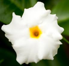 Check spelling or type a new query. How To Over Winter A Mandevilla Vine Following Up Plant Talk