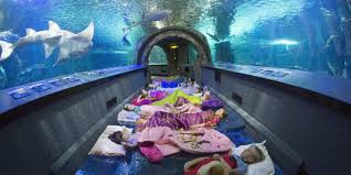 Roadtrippers Magazine Roadtrippers Newport Aquarium Sleep With The Fishes Ripley Aquarium