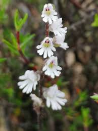 Image result for Holothrix villosa