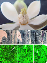 Maybe you would like to learn more about one of these? From Leaf And Branch Into A Flower Magnolia Tells The Story Botanical Studies Full Text