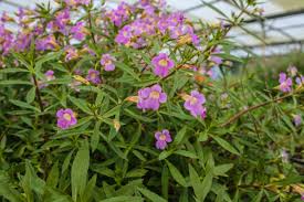 Image result for Limnophila