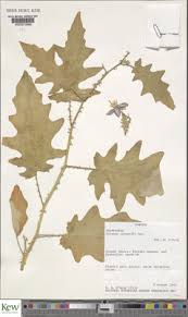 Image result for Solanum richardii